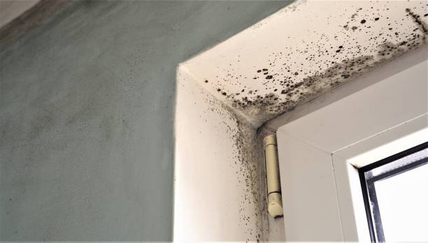 Reliable Olton, TX Mold Removal Solutions