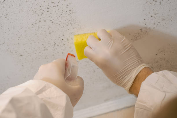 Mold Remediation for Rental Properties in Olton, TX