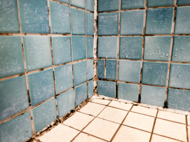 Mold Remediation for Vacation Homes in Olton, TX