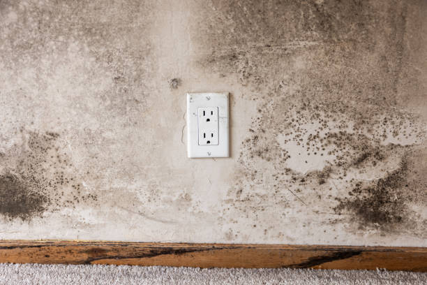 Best Industrial Mold Remediation  in Olton, TX