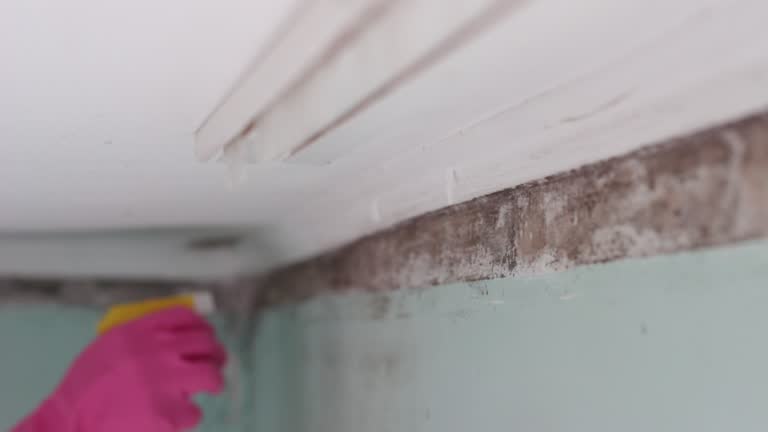 Best Crawl Space Mold Remediation  in Olton, TX